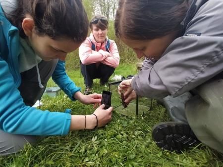 9_Drskovški večji_monitoring pupka (2)